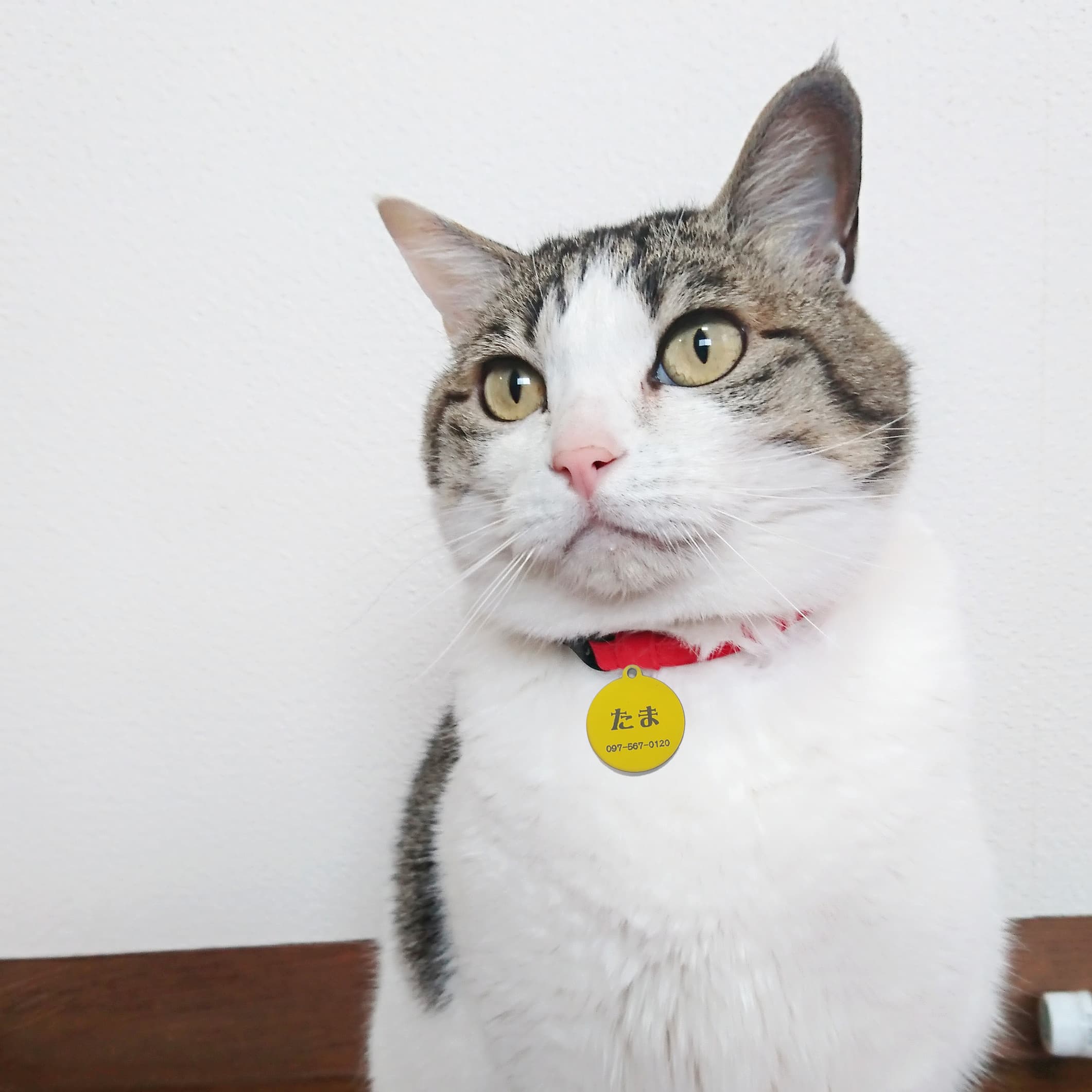 neko_20250902164931882.jpg